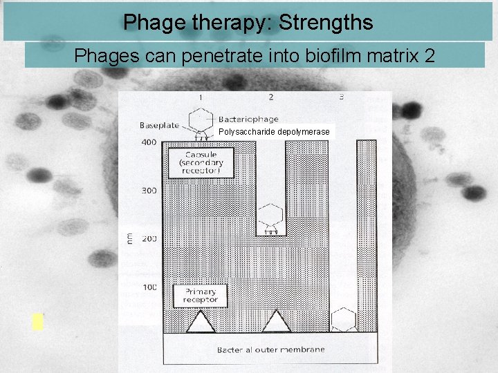 Phage therapy: Strengths Phages can penetrate into biofilm matrix 2 Polysaccharide depolymerase 