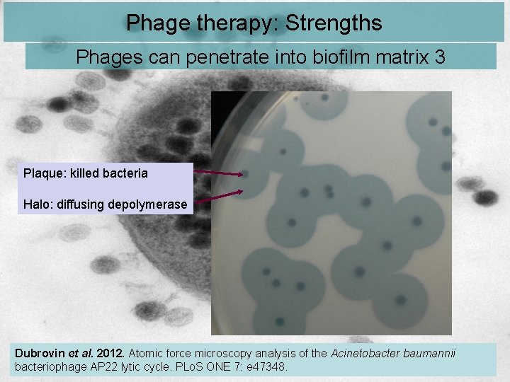 Phage therapy: Strengths Phages can penetrate into biofilm matrix 3 Plaque: killed bacteria Halo: