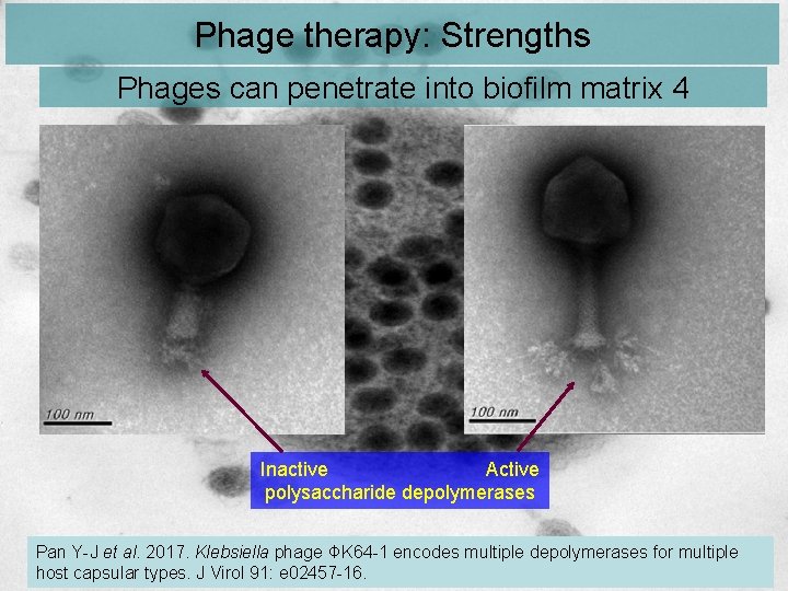 Phage therapy: Strengths Phages can penetrate into biofilm matrix 4 Inactive Active polysaccharide depolymerases