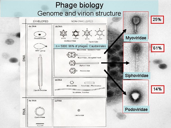 Phage biology Genome and virion structure 25% Myoviridae Caudovirales: tailed phages n = 5000: