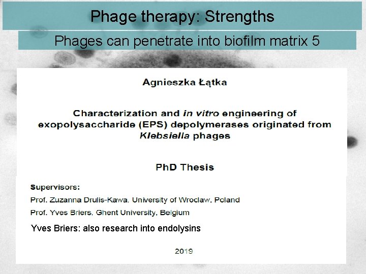 Phage therapy: Strengths Phages can penetrate into biofilm matrix 5 Yves Briers: also research