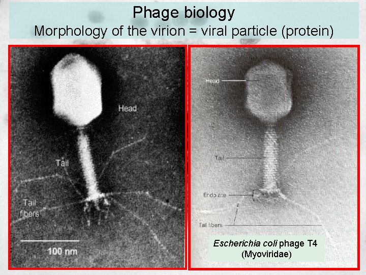 Phage biology Morphology of the virion = viral particle (protein) Escherichia coli phage T