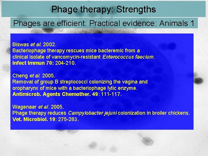 Phage therapy: Strengths Phages are efficient: Practical evidence: Animals 1 Biswas et al. 2002.