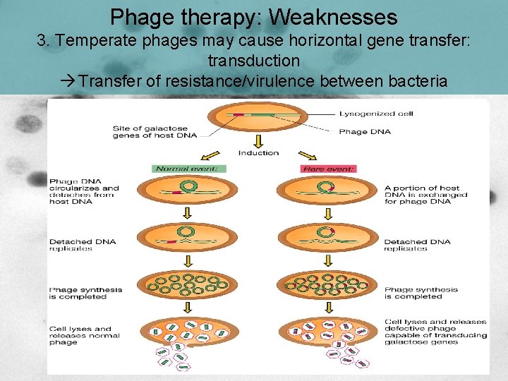 Phage therapy: Weaknesses 3. Temperate phages may cause horizontal gene transfer: transduction Transfer of