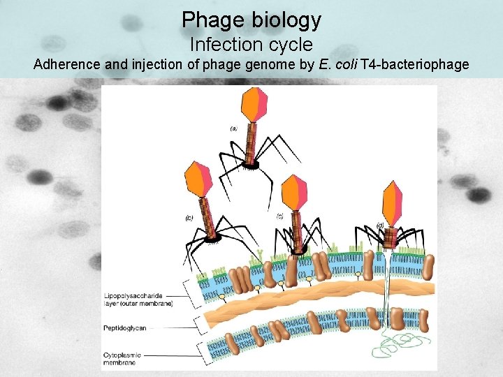 Phage biology Infection cycle Adherence and injection of phage genome by E. coli T