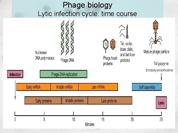 Phage biology Lytic infection cycle: time course Endolysine/holine 