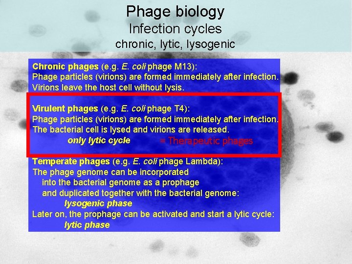 Phage biology Infection cycles chronic, lytic, lysogenic Chronic phages (e. g. E. coli phage