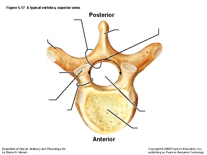 Figure 5. 17 A typical vertebra, superior view. Posterior Anterior Essentials of Human Anatomy
