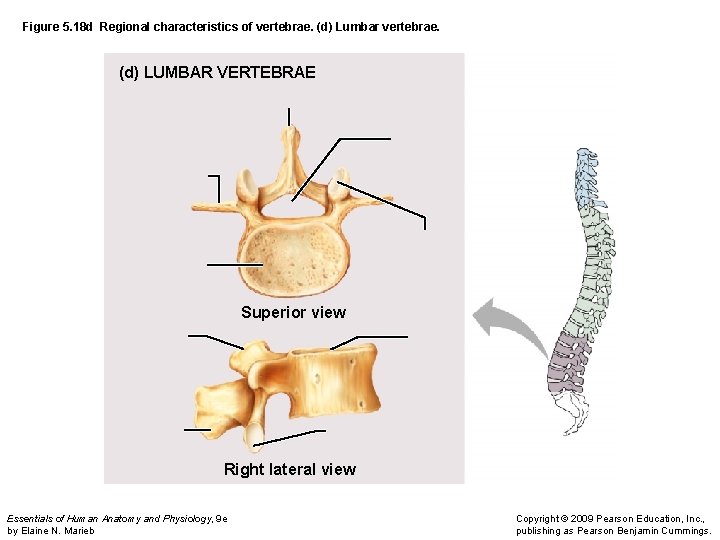 Figure 5. 18 d Regional characteristics of vertebrae. (d) Lumbar vertebrae. (d) LUMBAR VERTEBRAE