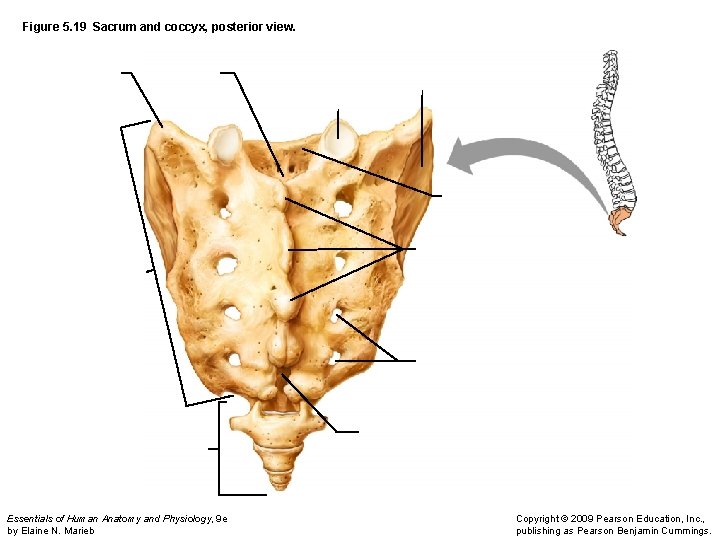 Figure 5. 19 Sacrum and coccyx, posterior view. Essentials of Human Anatomy and Physiology,