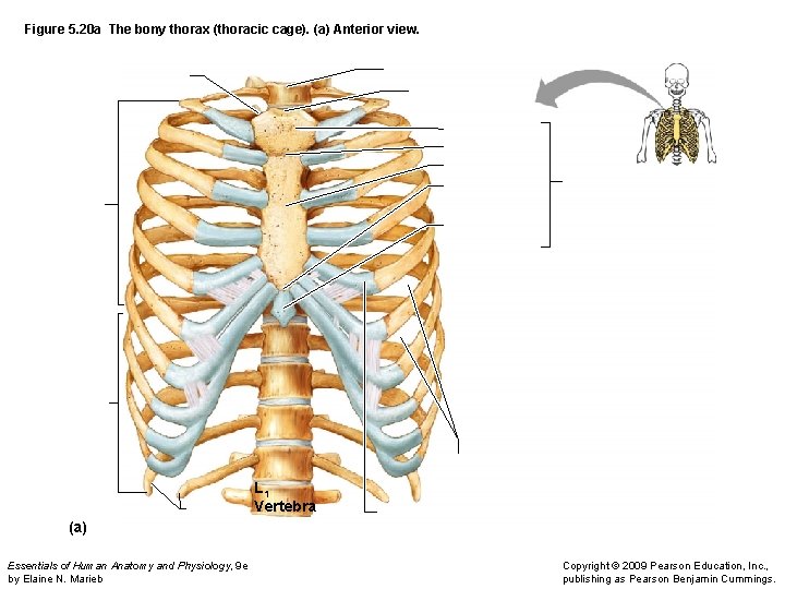 Figure 5. 20 a The bony thorax (thoracic cage). (a) Anterior view. L 1