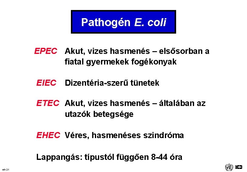 Pathogén E. coli EPEC Akut, vizes hasmenés – elsősorban a fiatal gyermekek fogékonyak EIEC