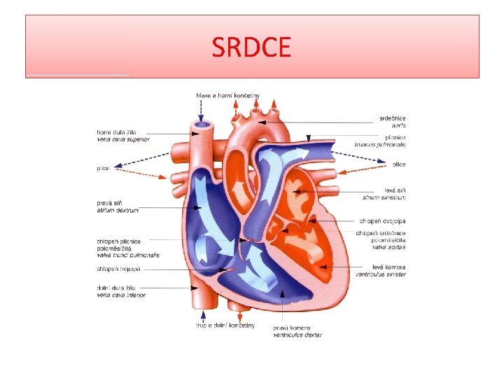 SRDCE 
