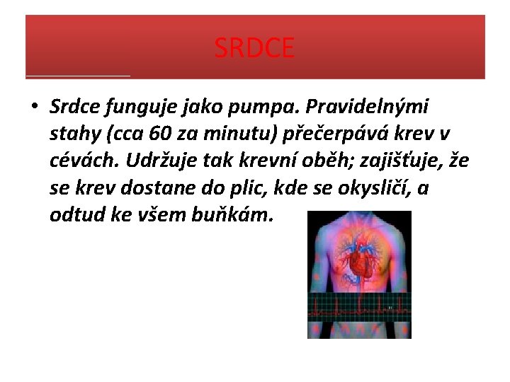 SRDCE • Srdce funguje jako pumpa. Pravidelnými stahy (cca 60 za minutu) přečerpává krev