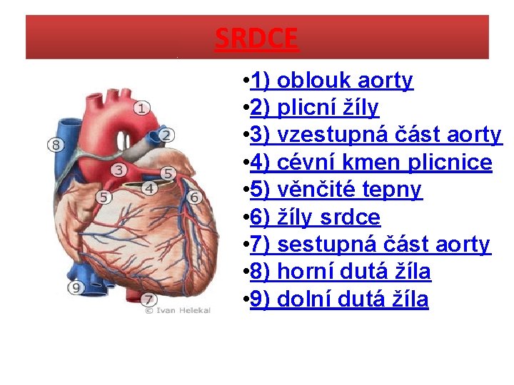 SRDCE • 1) oblouk aorty • 2) plicní žíly • 3) vzestupná část aorty