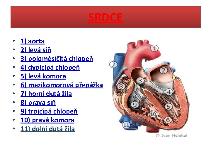 SRDCE • • • 1) aorta 2) levá síň 3) poloměsíčitá chlopeň 4) dvojcípá