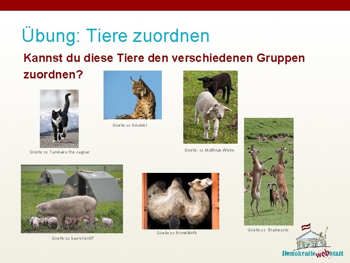 Übung: Tiere zuordnen Kannst du diese Tiere den verschiedenen Gruppen zuordnen? Quelle: cc txindoki