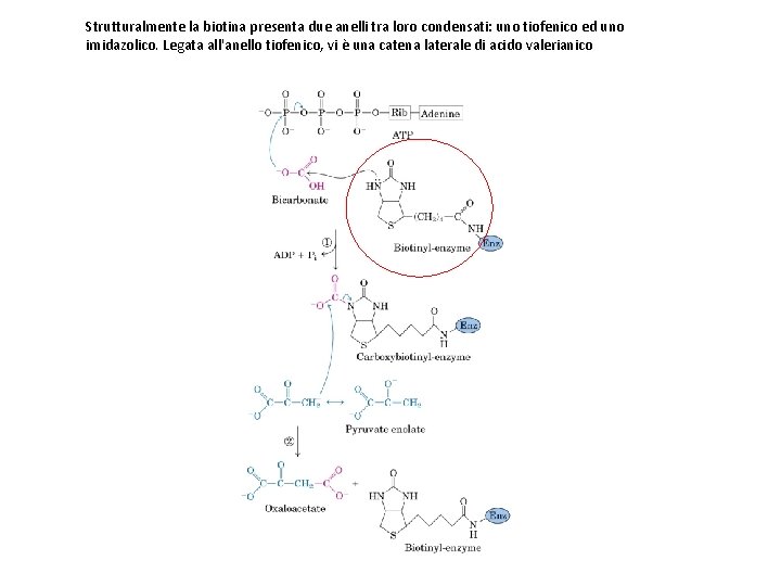 Strutturalmente la biotina presenta due anelli tra loro condensati: uno tiofenico ed uno imidazolico.