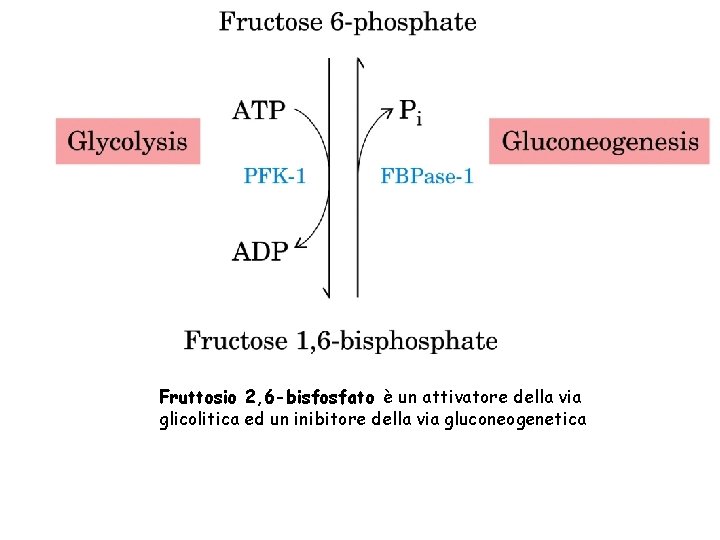Fruttosio 2, 6 -bisfosfato è un attivatore della via glicolitica ed un inibitore della