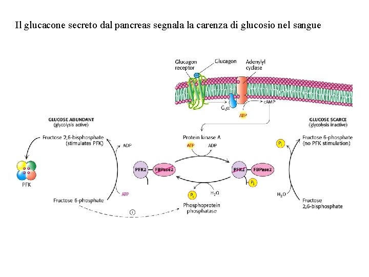 Il glucacone secreto dal pancreas segnala la carenza di glucosio nel sangue 
