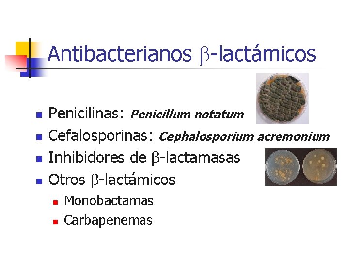 Antibacterianos -lactámicos n n Penicilinas: Penicillum notatum Cefalosporinas: Cephalosporium acremonium Inhibidores de -lactamasas Otros Antibacterianos -lactámicos n n Penicilinas: Penicillum notatum Cefalosporinas: Cephalosporium acremonium Inhibidores de -lactamasas Otros