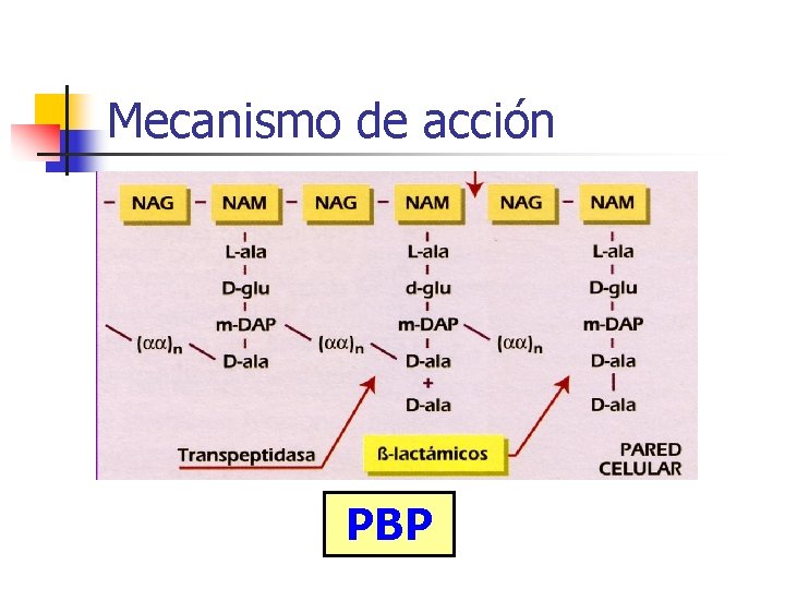 Mecanismo de acción PBP Mecanismo de acción PBP
