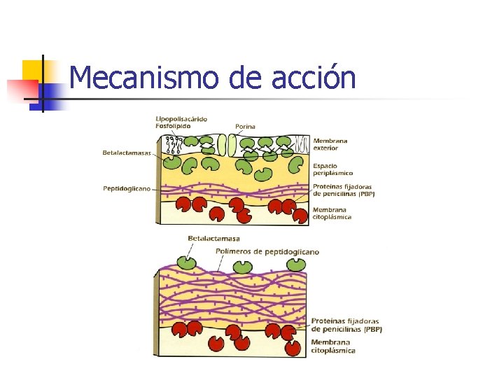 Mecanismo de acción Mecanismo de acción