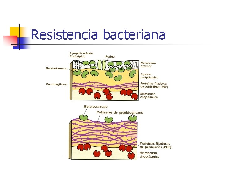 Resistencia bacteriana Resistencia bacteriana