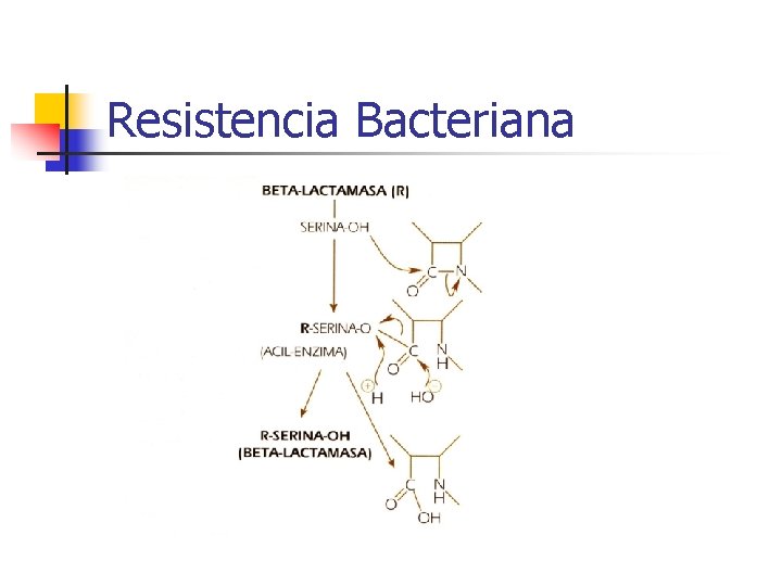 Resistencia Bacteriana Resistencia Bacteriana