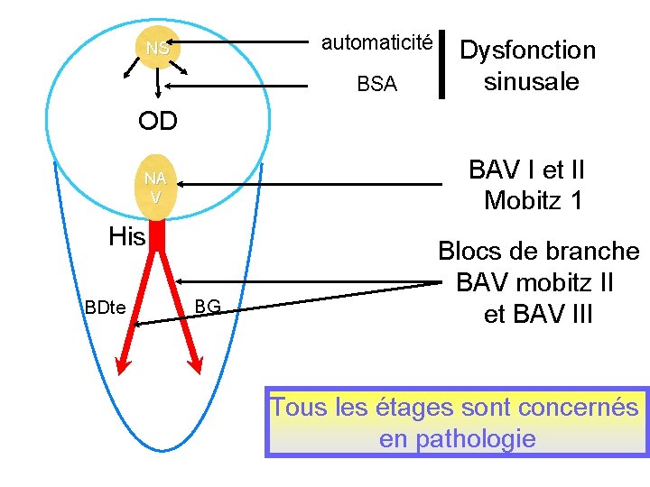 automaticité NS BSA Dysfonction sinusale OD BAV I et II Mobitz 1 NA V