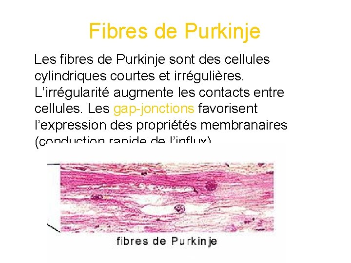 Fibres de Purkinje Les fibres de Purkinje sont des cellules cylindriques courtes et irrégulières.