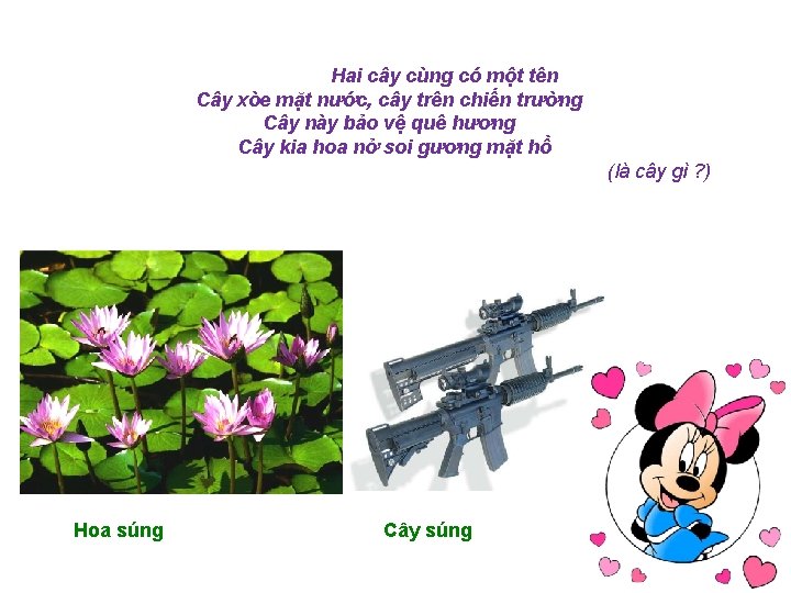 Hai cây cùng có một tên Cây xòe mặt nước, cây trên chiến trường