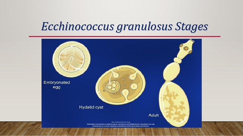 Ecchinococcus granulosus Stages 
