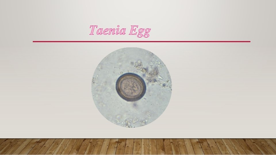 Taenia Egg 