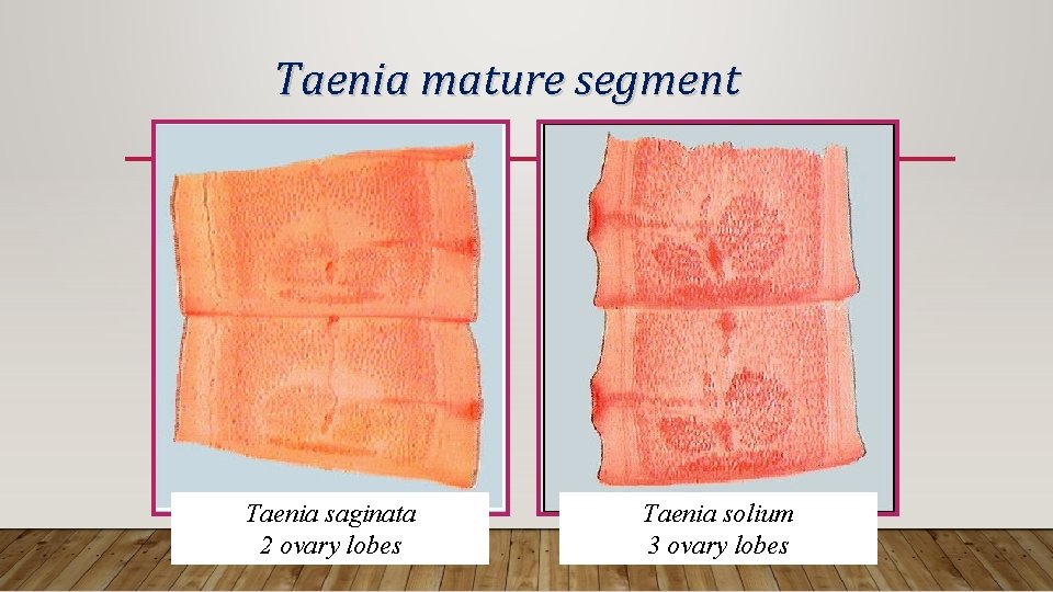 Taenia mature segment Taenia saginata 2 ovary lobes Taenia solium 3 ovary lobes 
