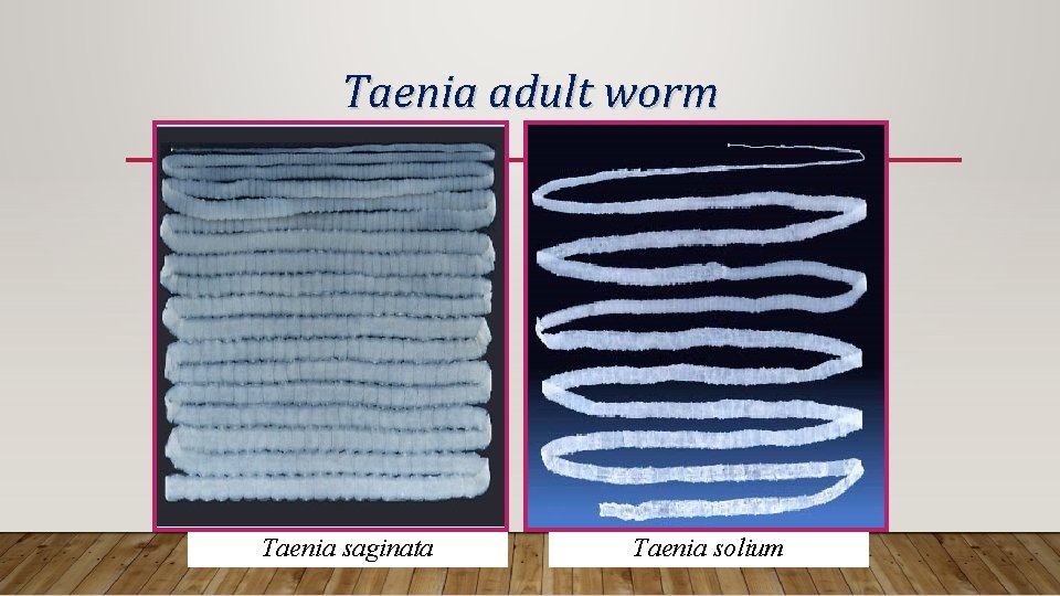 Taenia adult worm Taenia saginata Taenia solium 