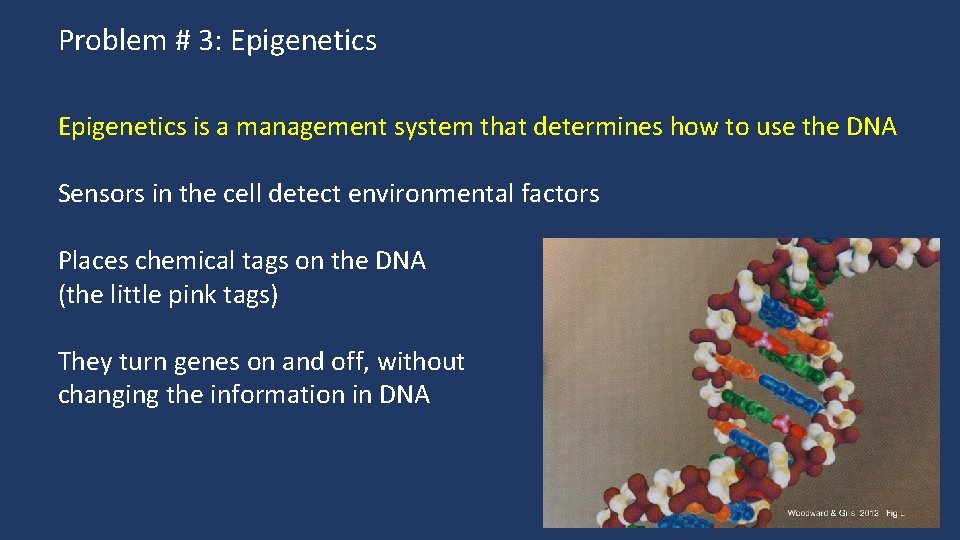 Problem # 3: Epigenetics is a management system that determines how to use the