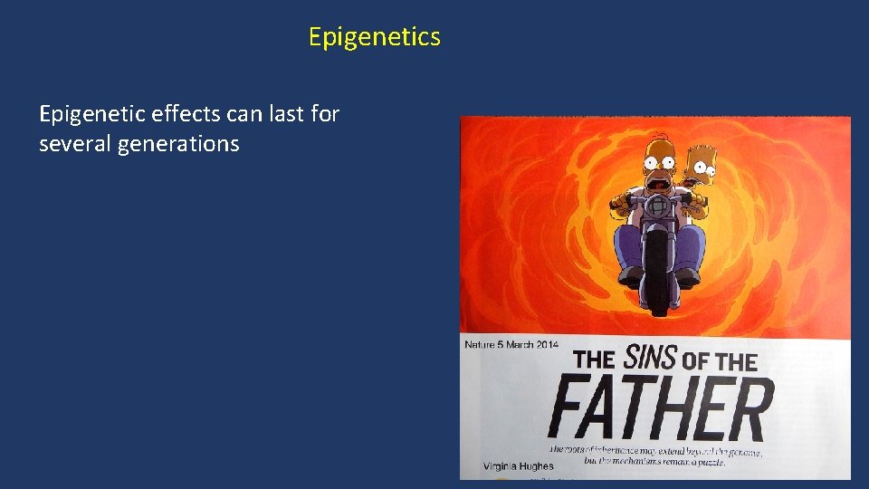 Epigenetics Epigenetic effects can last for several generations 