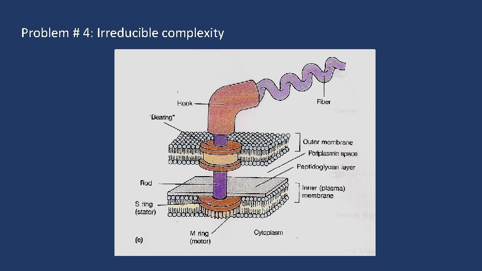 Problem # 4: Irreducible complexity 