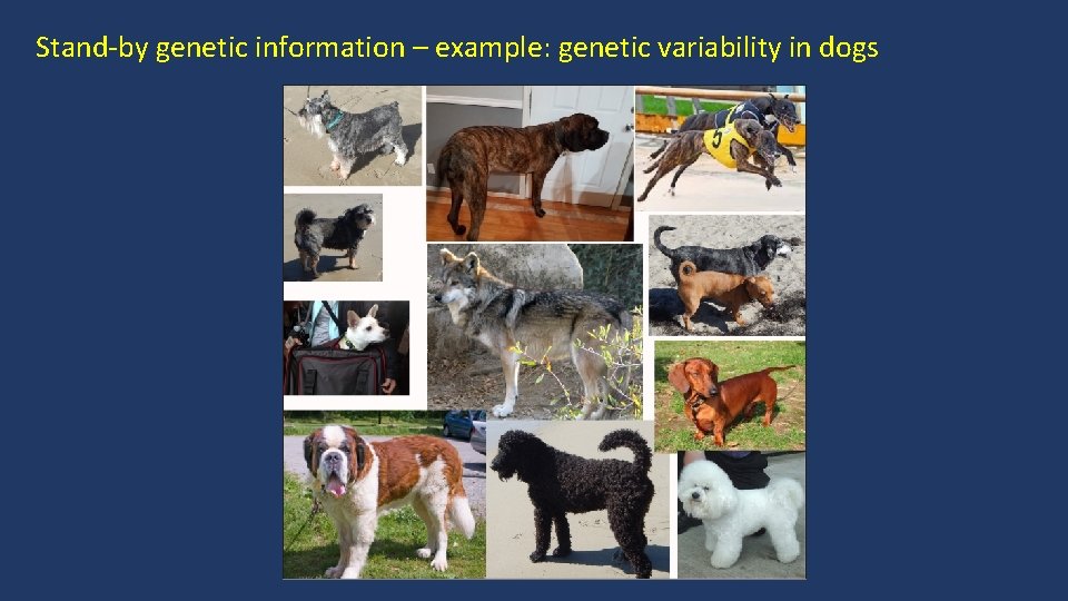 Stand-by genetic information – example: genetic variability in dogs 