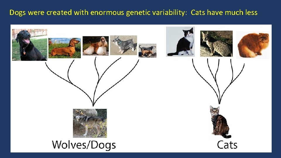 Dogs were created with enormous genetic variability: Cats have much less 