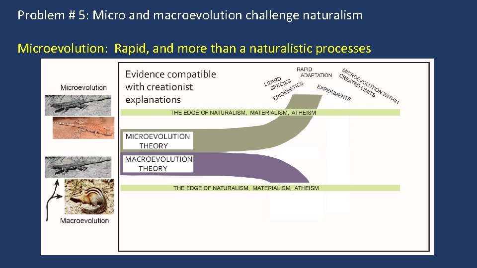 Problem # 5: Micro and macroevolution challenge naturalism Microevolution: Rapid, and more than a