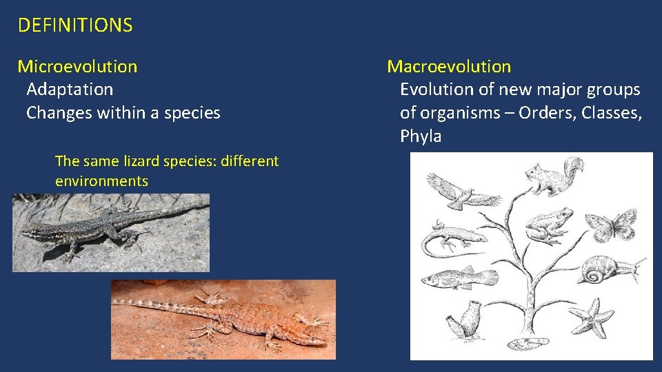 DEFINITIONS Microevolution Adaptation Changes within a species The same lizard species: different environments Macroevolution