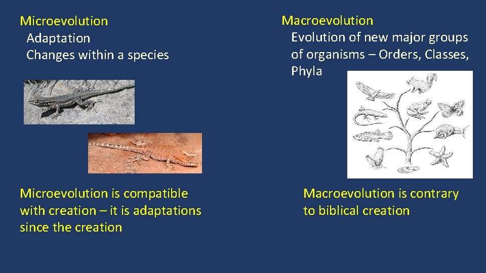 Microevolution Adaptation Changes within a species Microevolution is compatible with creation – it is