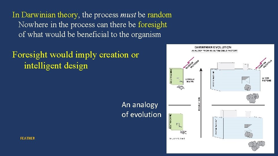 In Darwinian theory, the process must be random Nowhere in the process can there