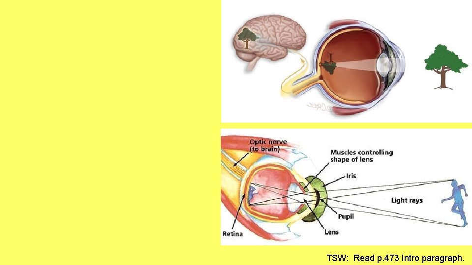 TSW: Read p. 473 Intro paragraph. 