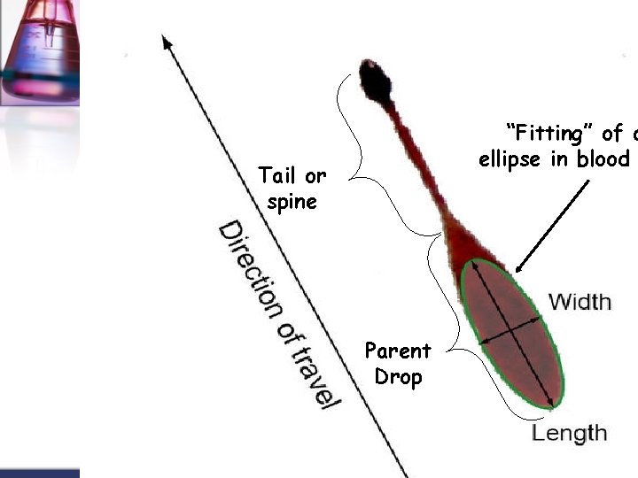 “Fitting” of a ellipse in blood Tail or spine Parent Drop 
