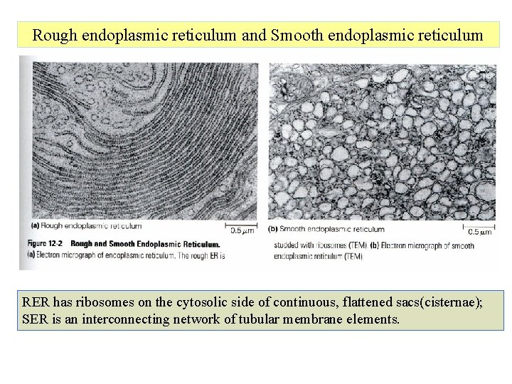 Rough endoplasmic reticulum and Smooth endoplasmic reticulum RER has ribosomes on the cytosolic side