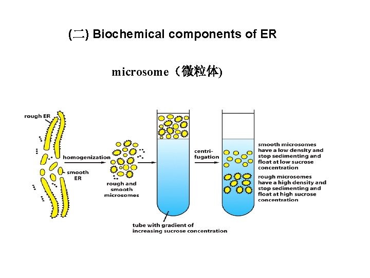 (二) Biochemical components of ER microsome（微粒体) 