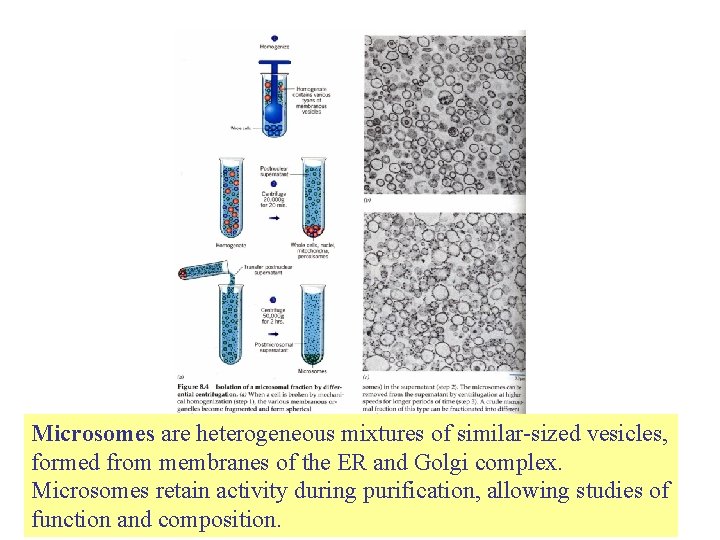 Microsomes are heterogeneous mixtures of similar-sized vesicles, formed from membranes of the ER and